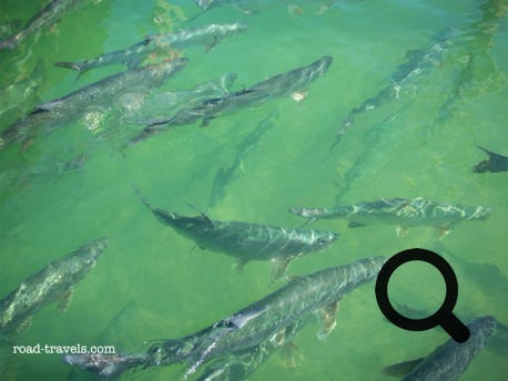 Robbie's of Islamorada Tarpon Feeding 
