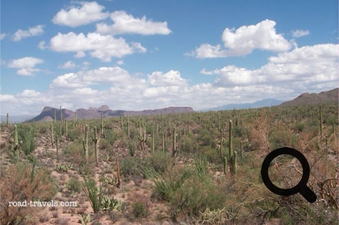 Saguaro National Park 