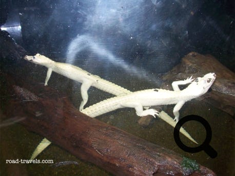 Audubon Aquarium of the Americas 