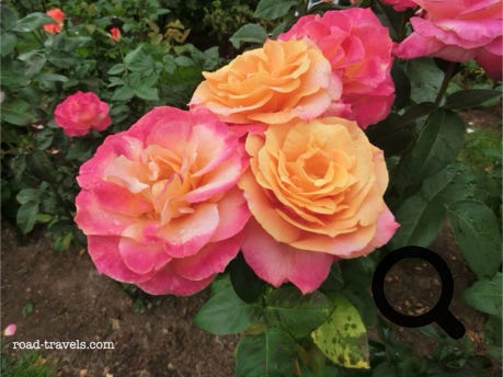 International Rose Test Garden 