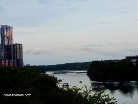 Austin Bat Flight